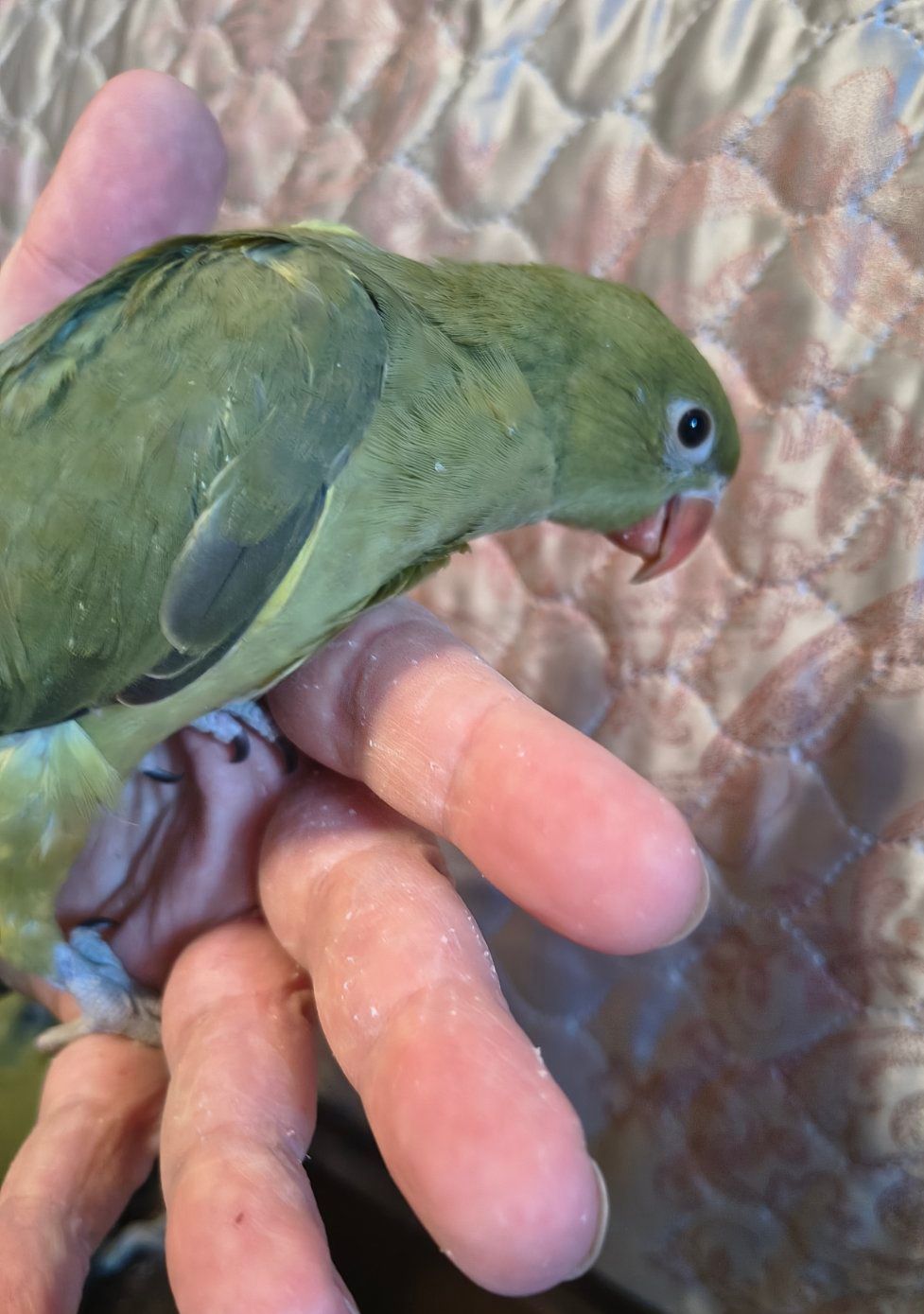 Пташенята ожерелових папуг 🦜