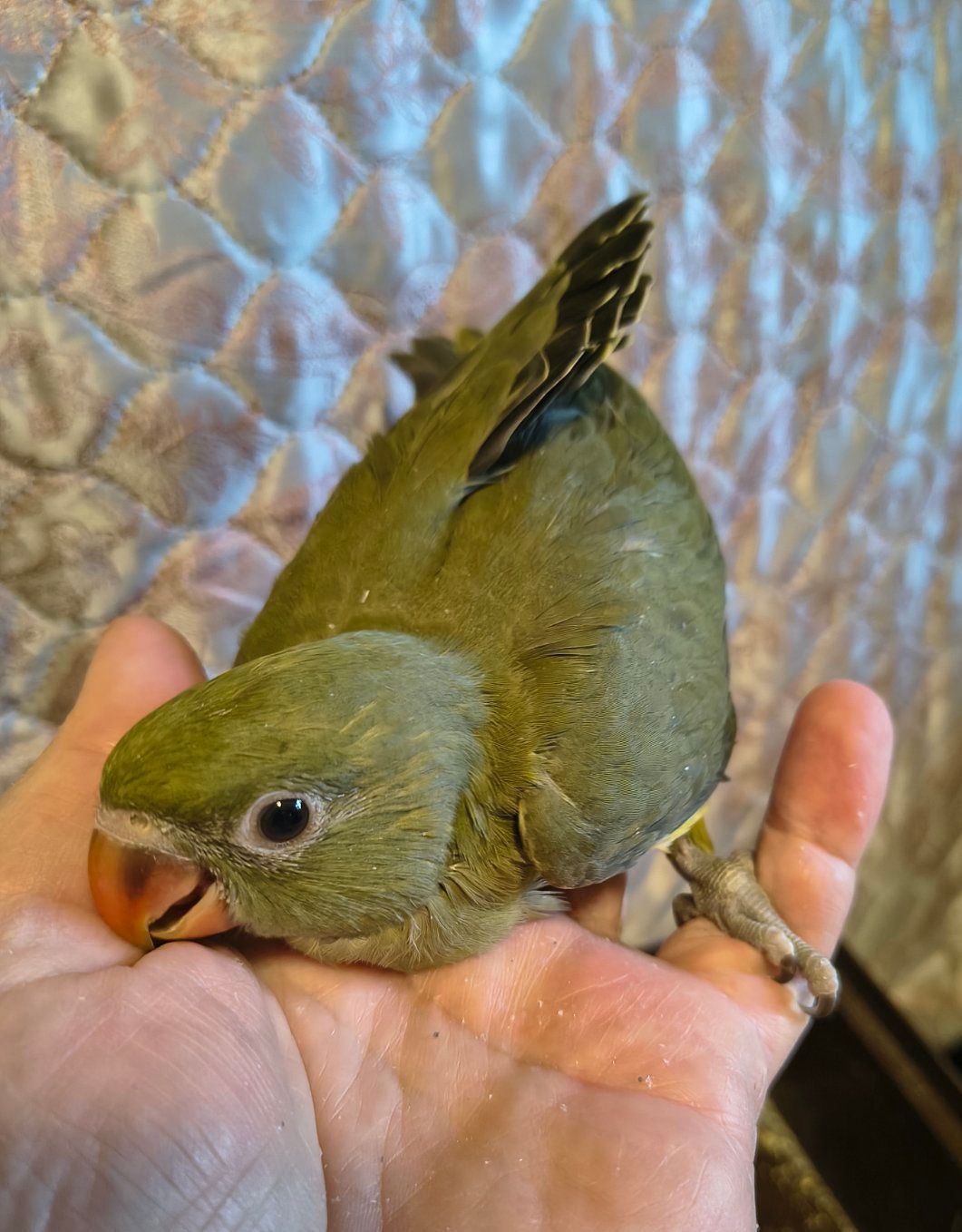 Пташенята ожерелових папуг 🦜