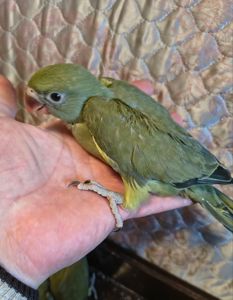 Пташенята ожерелових папуг 🦜