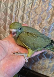 Пташенята ожерелових папуг 🦜