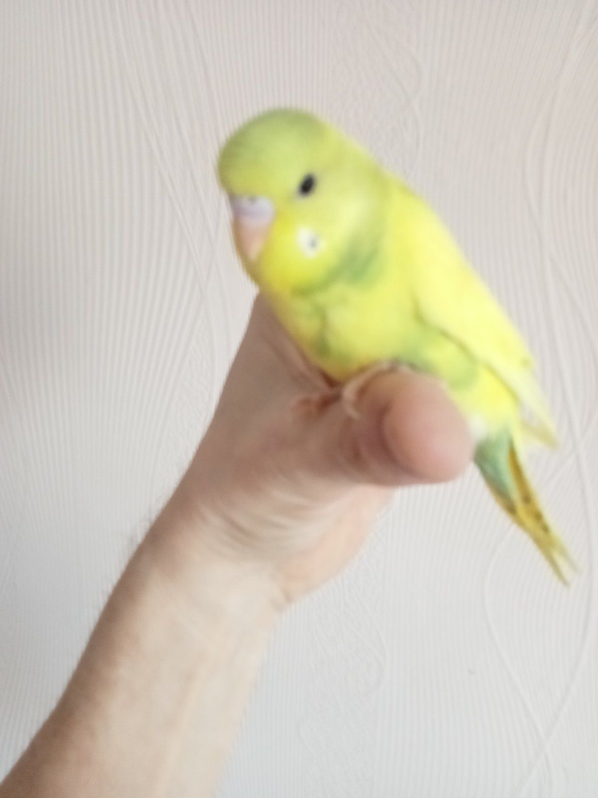 Хвилясті папуги