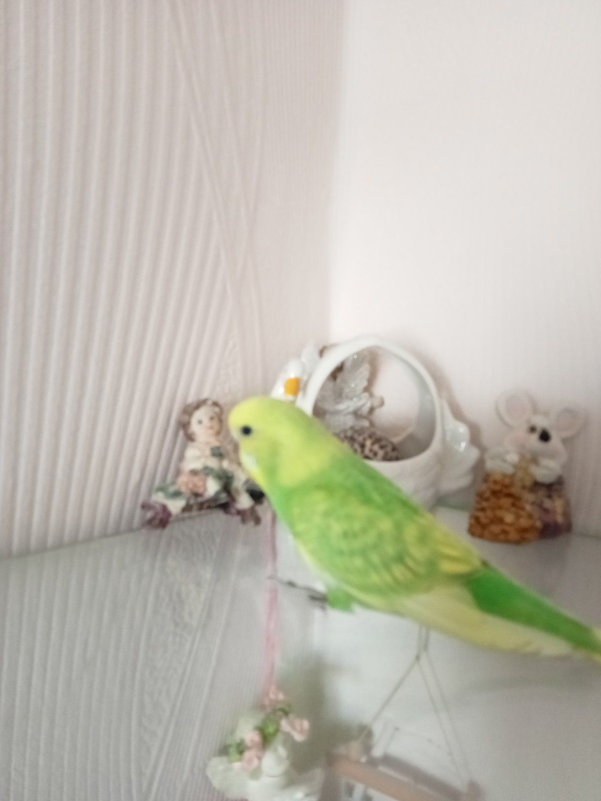 Хвилясті папуги