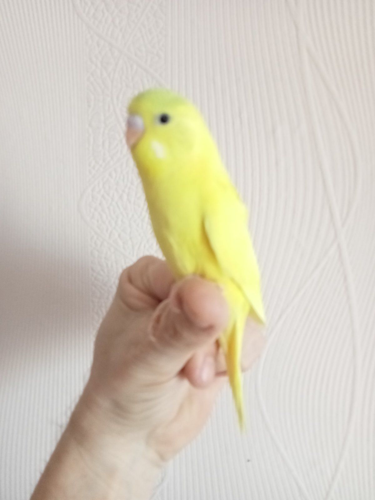 Хвилясті папуги