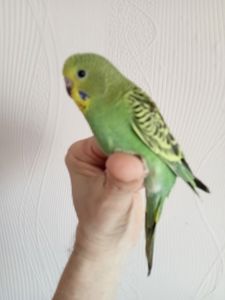 Хвилясті папуги