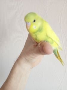 Хвилясті папуги