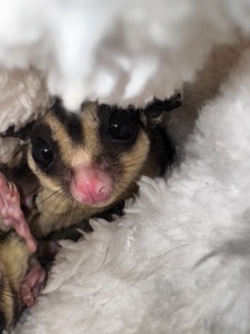 Сахарный поссум