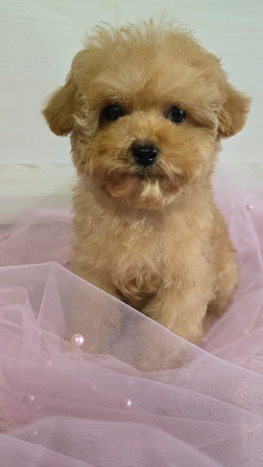 Цуценята мальтіпу Ф1