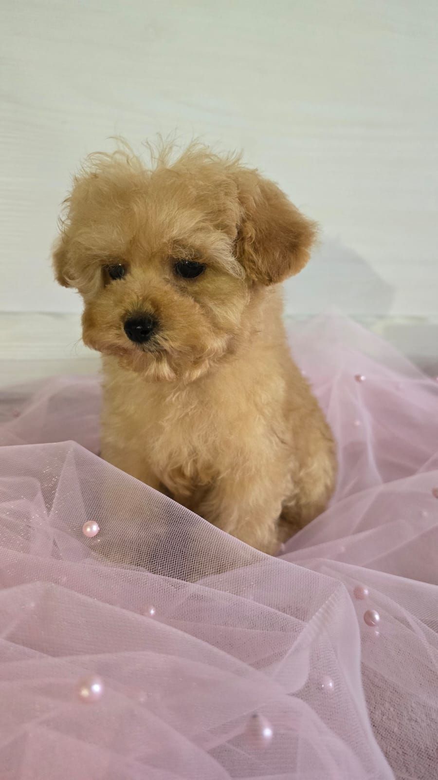 Цуценята мальтіпу Ф1