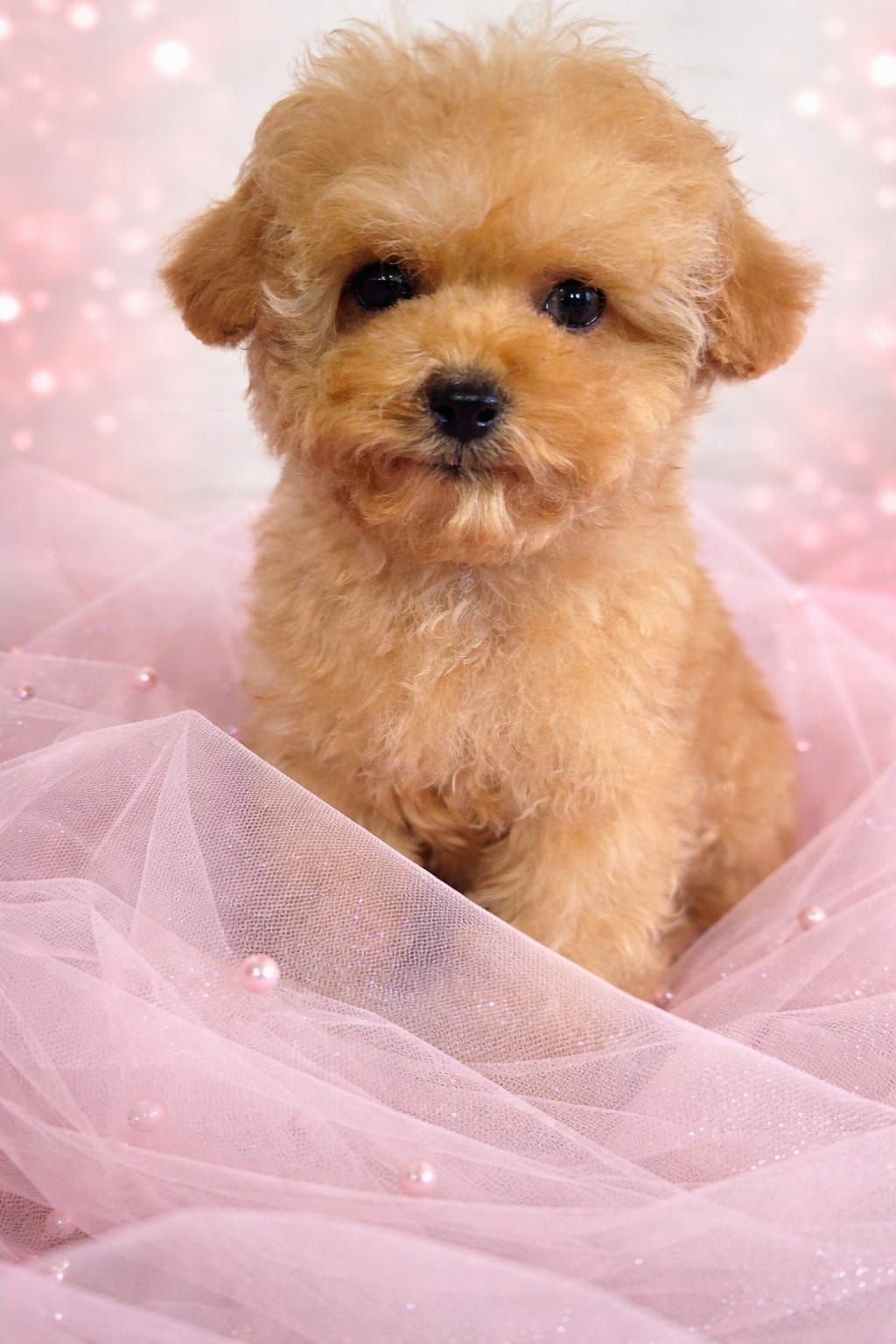 Цуценята мальтіпу Ф1