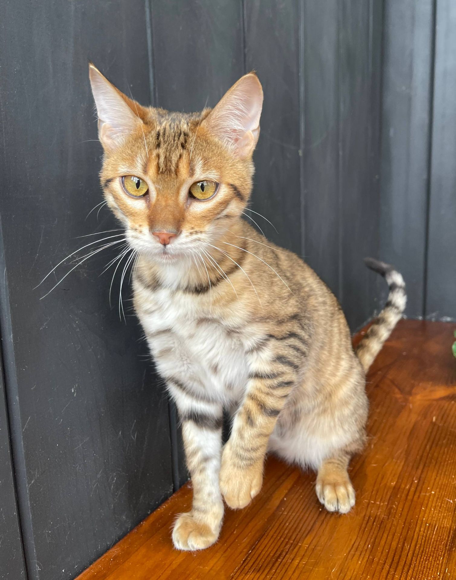 Дівчина породи Тойгер - Джумбалая