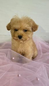 Цуценята мальтіпу Ф1