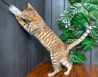 Дівчина породи Тойгер - Джумбалая