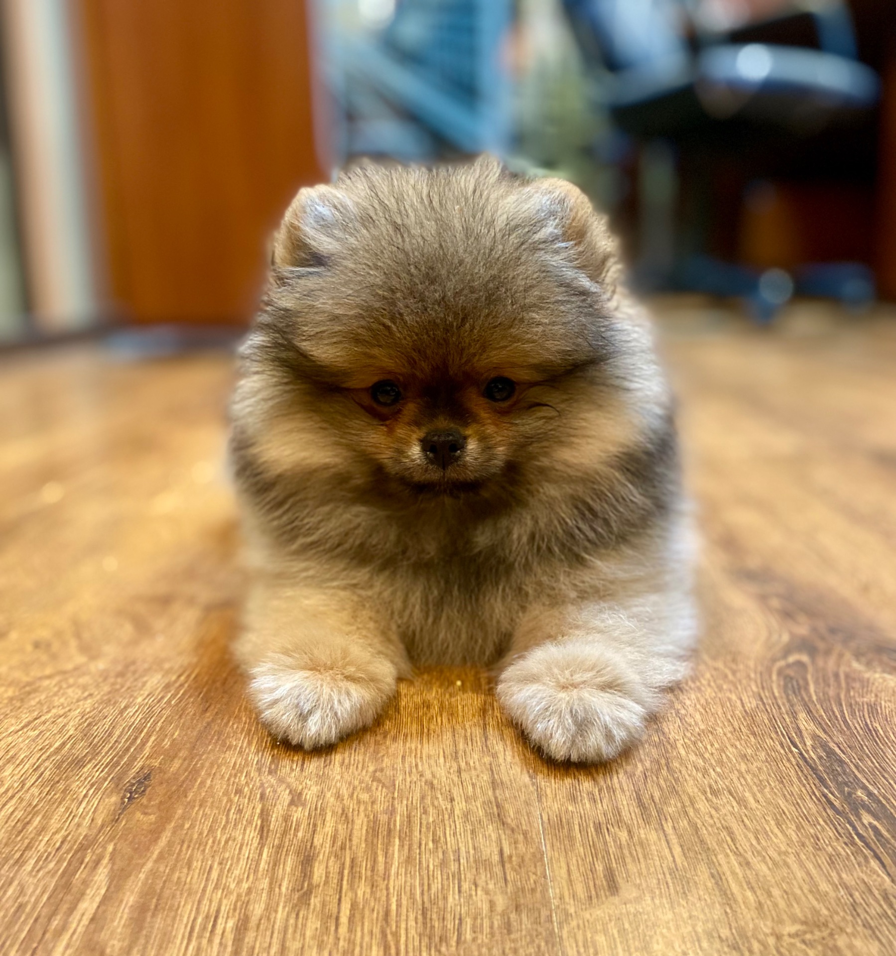 Шикарний хлопчик КСУ оранж соболь