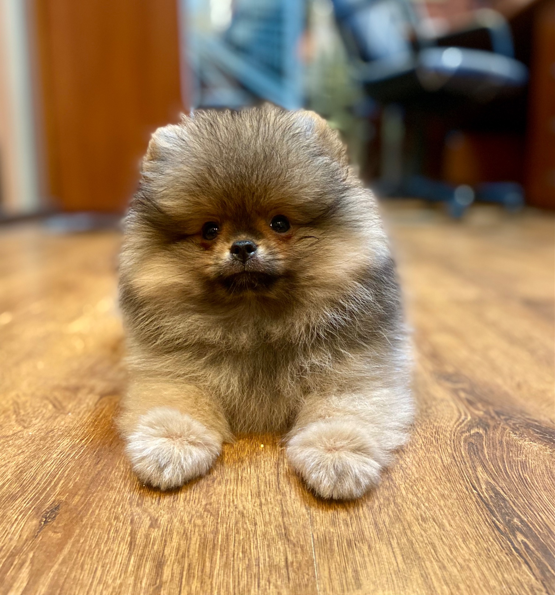 Шикарний хлопчик КСУ оранж соболь