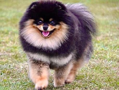 Шикарний хлопчик КСУ оранж соболь