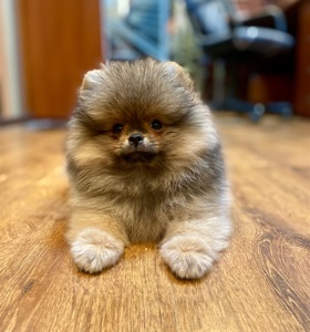 Шикарний хлопчик КСУ оранж соболь