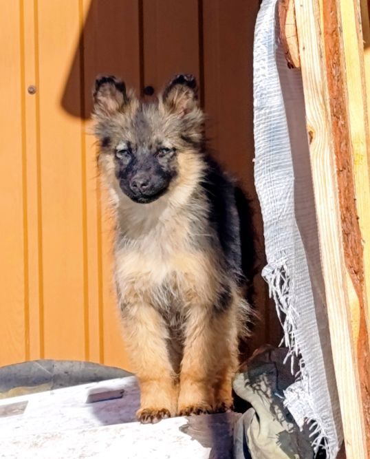 Цуценята з київського моря шукають люблячу родину