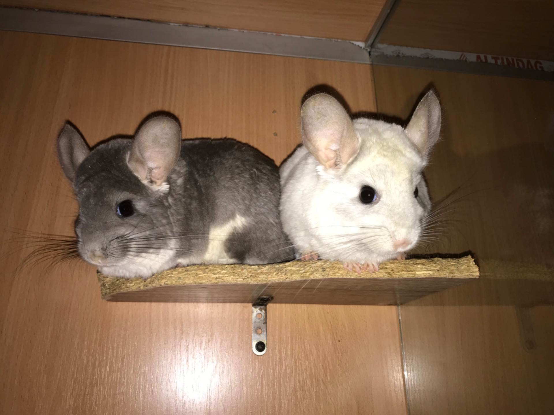 Сестрички шиншили фіо та біла фіо носійки сапфіру та ангори