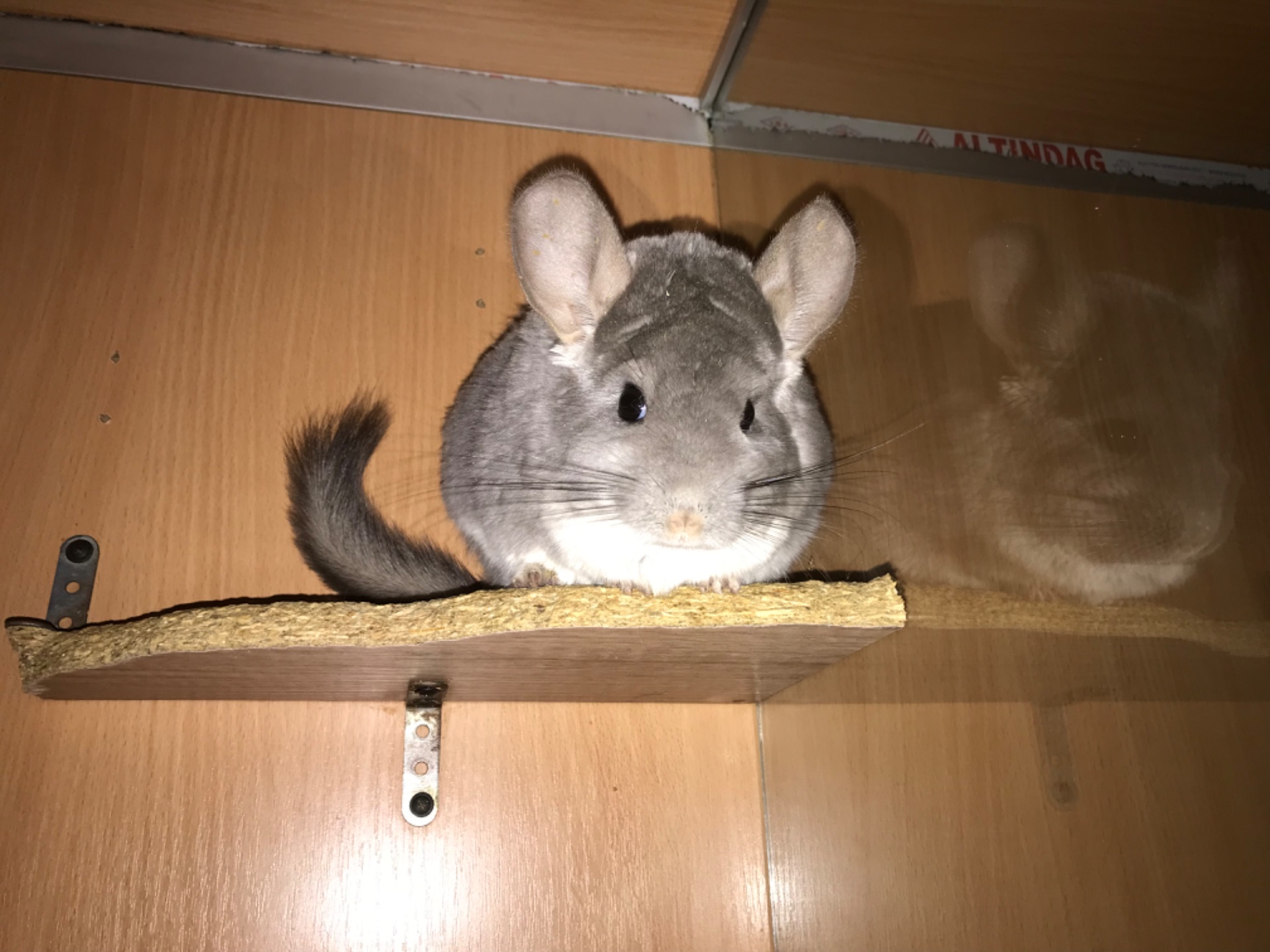 Сестрички шиншили фіо та біла фіо носійки сапфіру та ангори