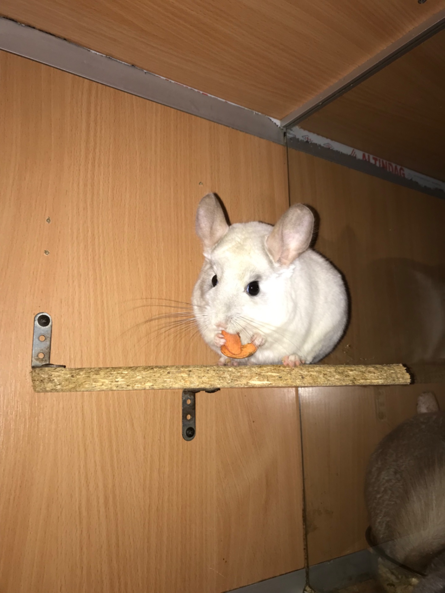 Сестрички шиншили фіо та біла фіо носійки сапфіру та ангори