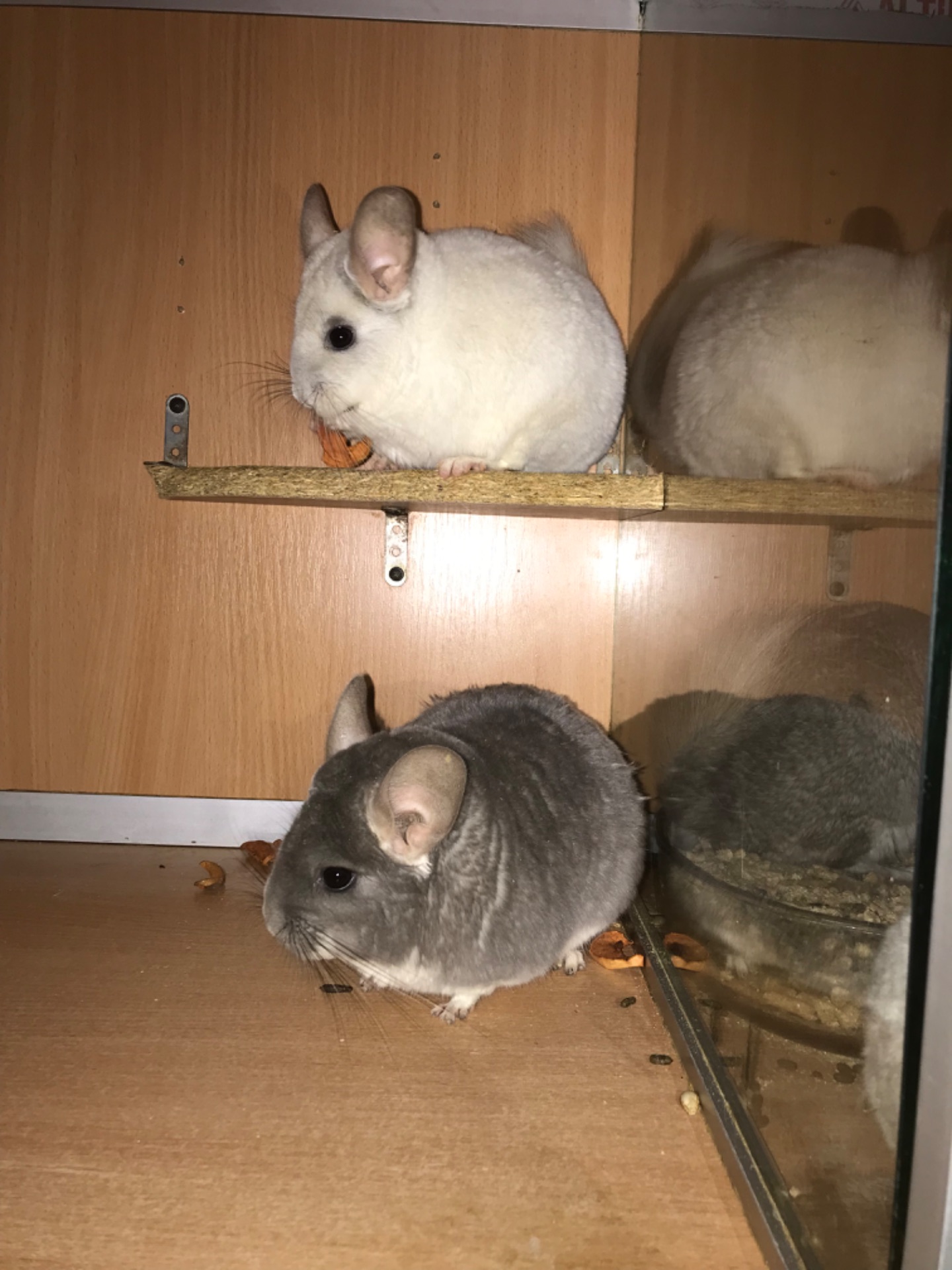 Сестрички шиншили фіо та біла фіо носійки сапфіру та ангори