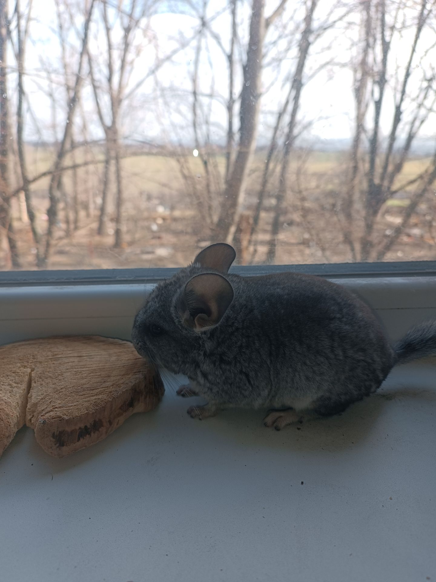 Продаю шиншил ДІВЧИНКА/хлопчик