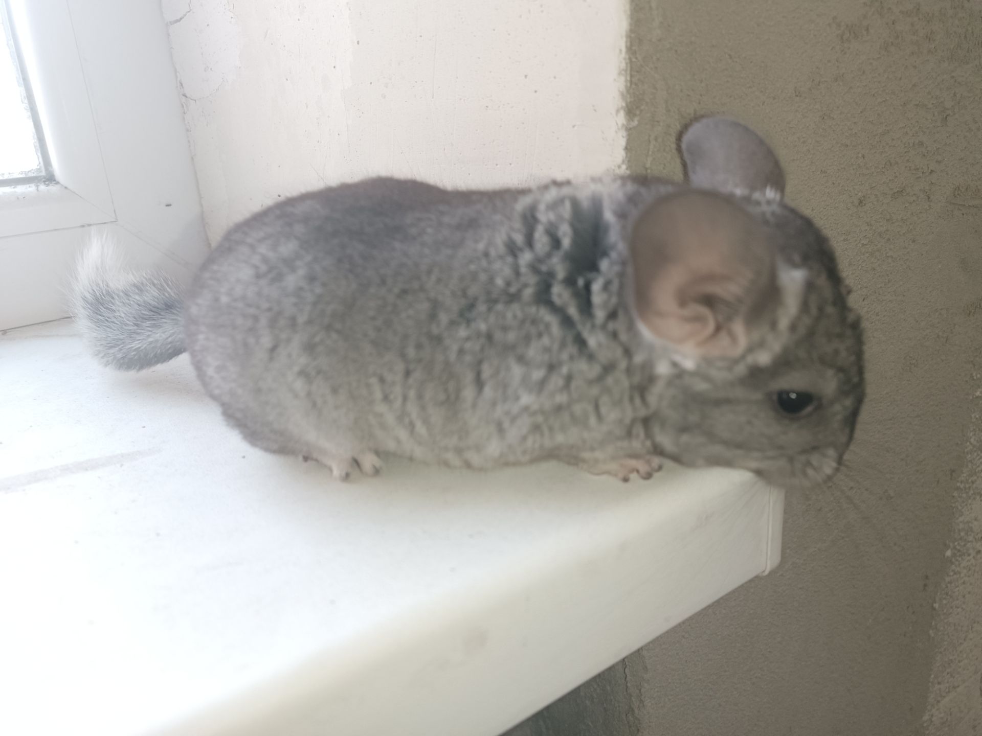 Продаю шиншил ДІВЧИНКА/хлопчик