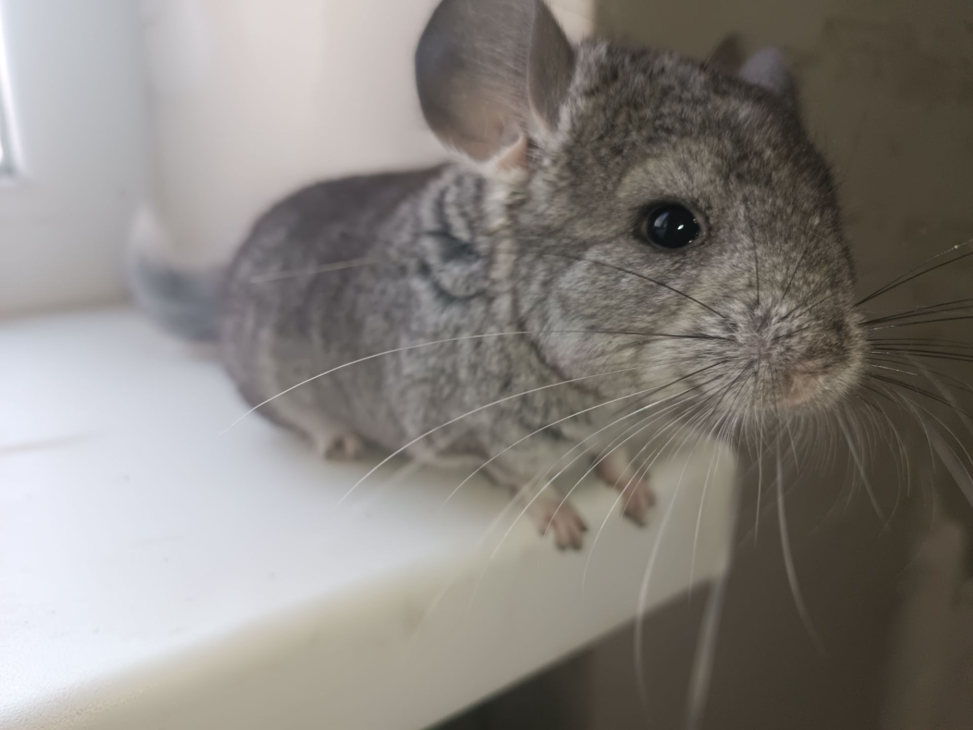 Продаю шиншил ДІВЧИНКА/хлопчик