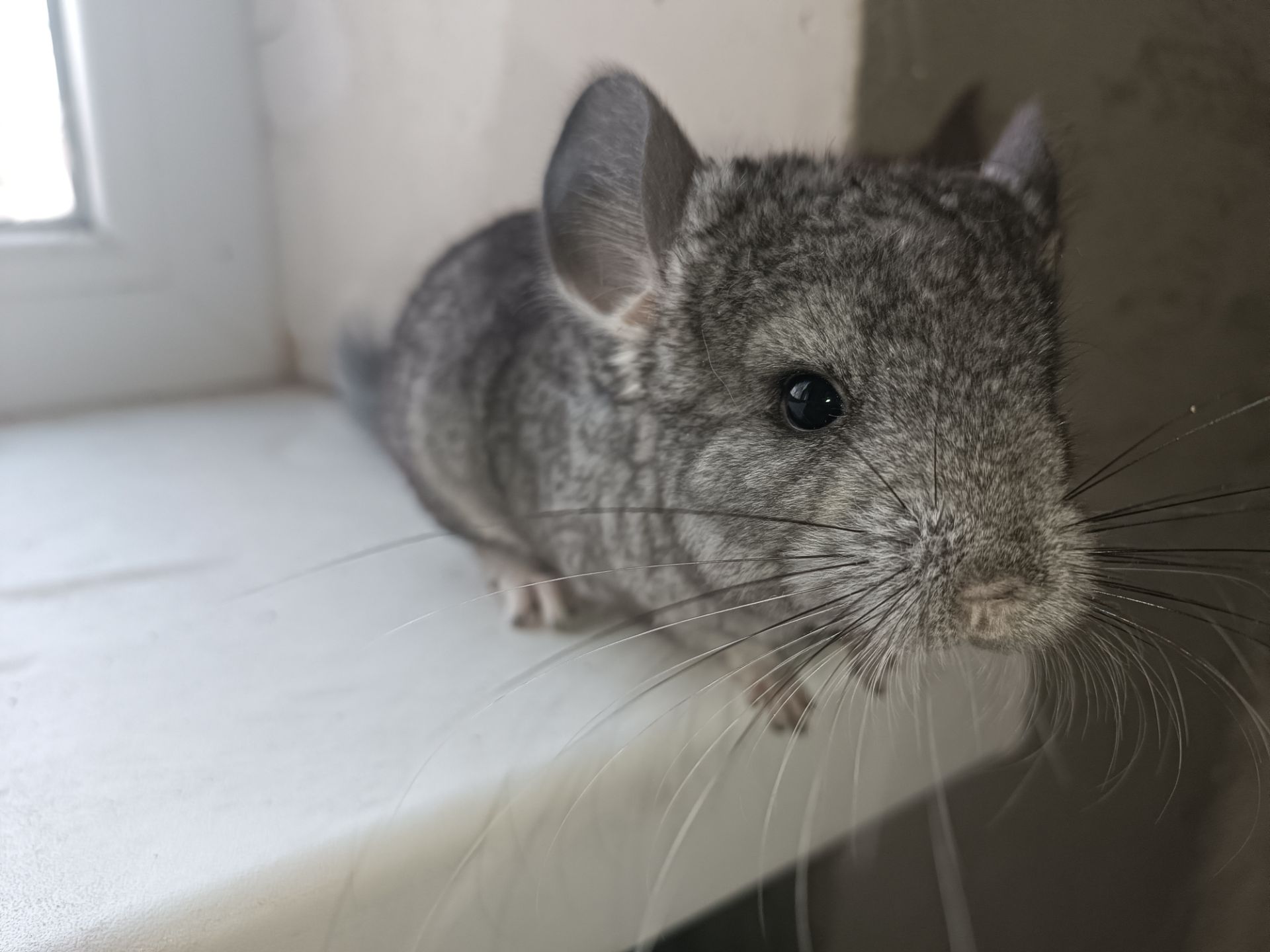 Продаю шиншил ДІВЧИНКА/хлопчик