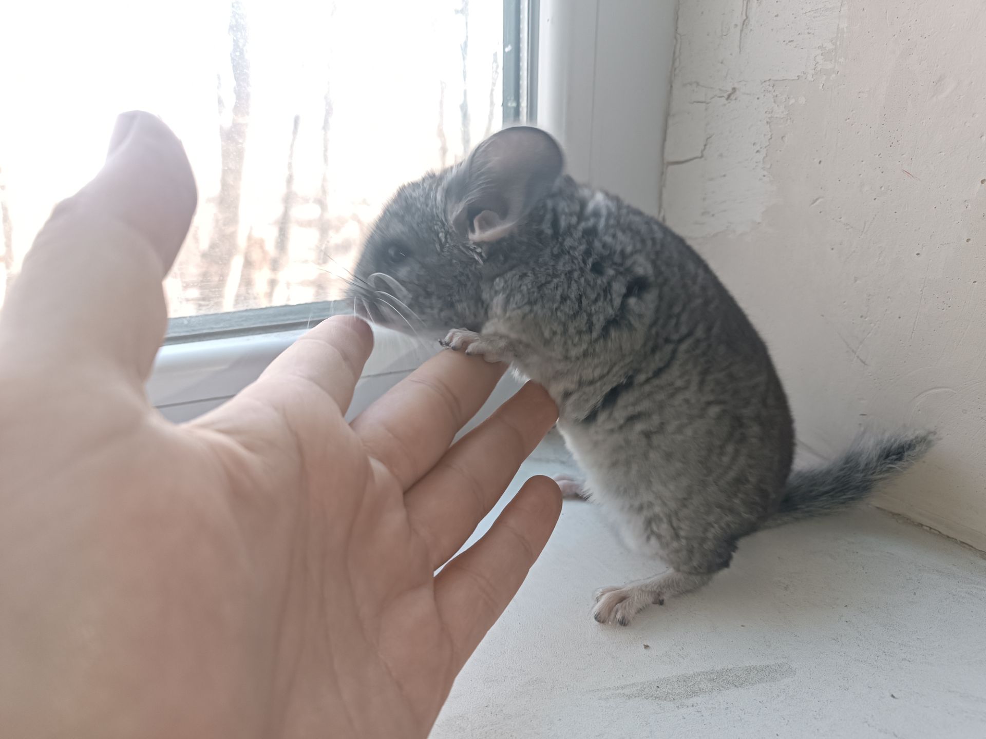 Продаю шиншил ДІВЧИНКА/хлопчик