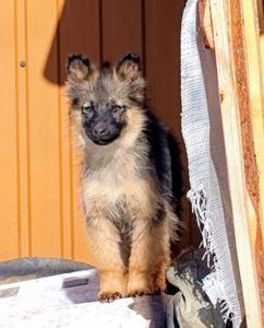 Цуценята з київського моря шукають люблячу родину