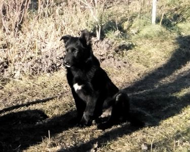 Двоє врятованих цуценят шукають дім