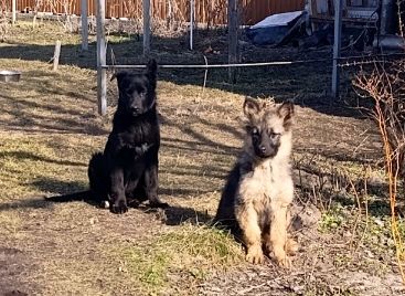 Двоє врятованих цуценят шукають дім