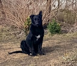 Двоє врятованих цуценят шукають дім