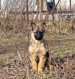 Цуценята з київського моря шукають люблячу родину