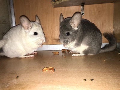 Сестрички шиншили фіо та біла фіо носійки сапфіру та ангори