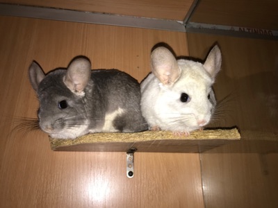 Сестрички шиншили фіо та біла фіо носійки сапфіру та ангори