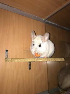 Сестрички шиншили фіо та біла фіо носійки сапфіру та ангори