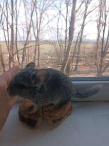 Продаю шиншил ДІВЧИНКА/хлопчик