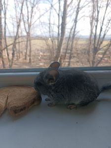 Продаю шиншил ДІВЧИНКА/хлопчик