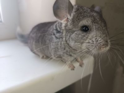 Продаю шиншил ДІВЧИНКА/хлопчик