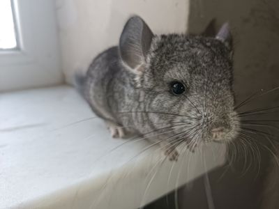 Продаю шиншил ДІВЧИНКА/хлопчик