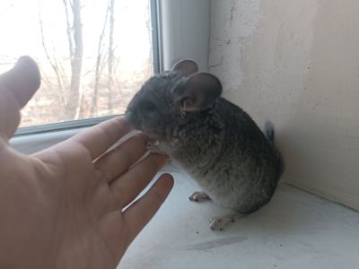 Продаю шиншил ДІВЧИНКА/хлопчик