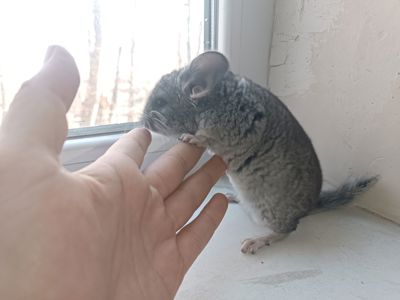 Продаю шиншил ДІВЧИНКА/хлопчик