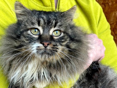 Величний Френк