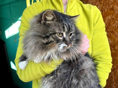 Величний Френк