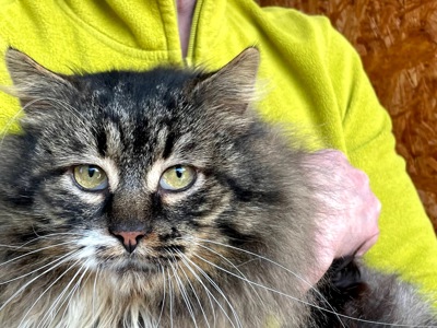 Величний Френк