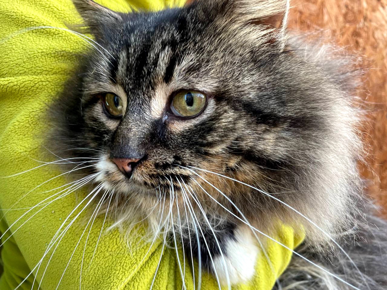 Величний Френк