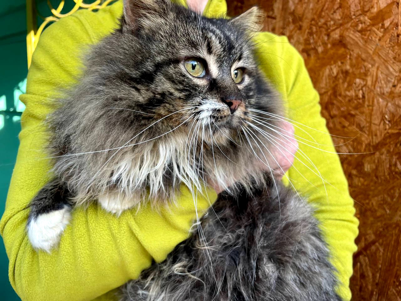 Величний Френк