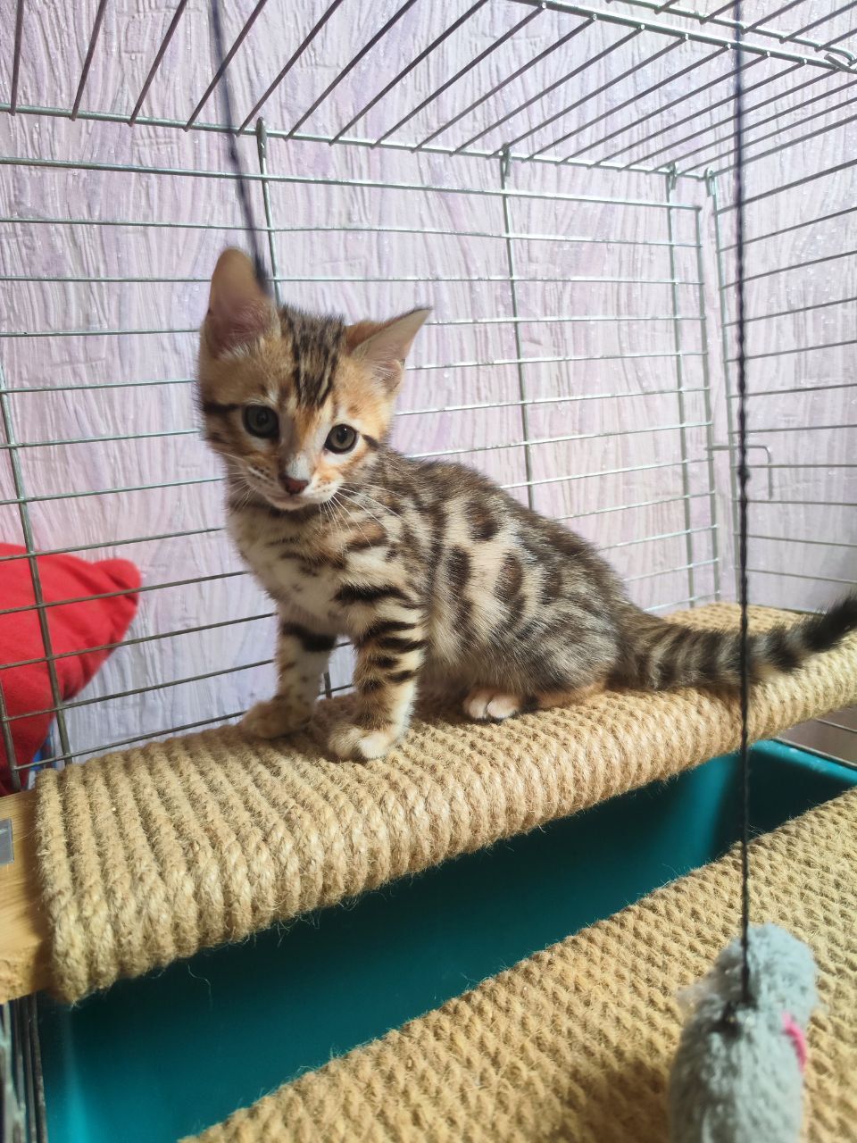 Бенгальські кошенята